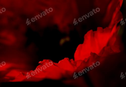 Preview: Poppy