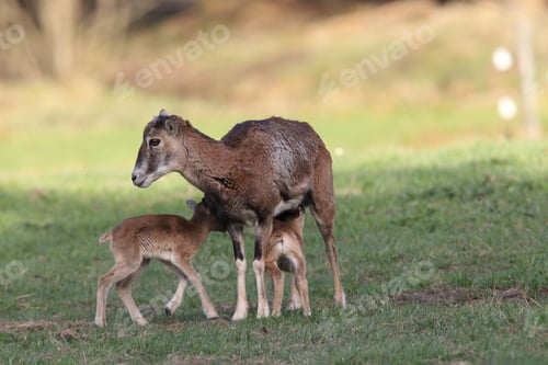 Preview: Big European Mouflon On The Grassland Wild Animal In The Nature Habitat, Saxony , Germany