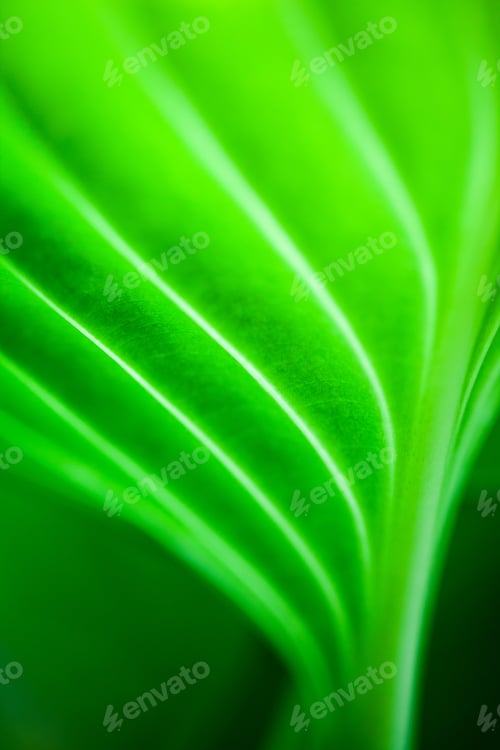 Preview: Green, Abstract Composition With Leaf Texture And Soft Focus