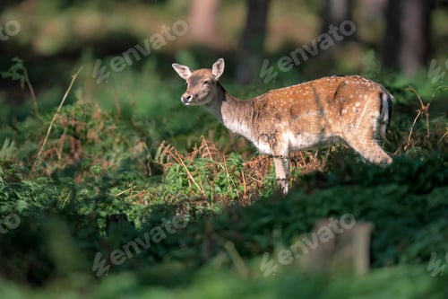 Preview: Deer Standing Between Ferns In Forest.