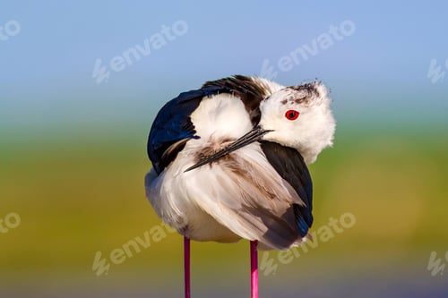 Preview: Common Water Bird. Black Winged Stilt. Himantopus Himantopus. Green Blue Nature Background.