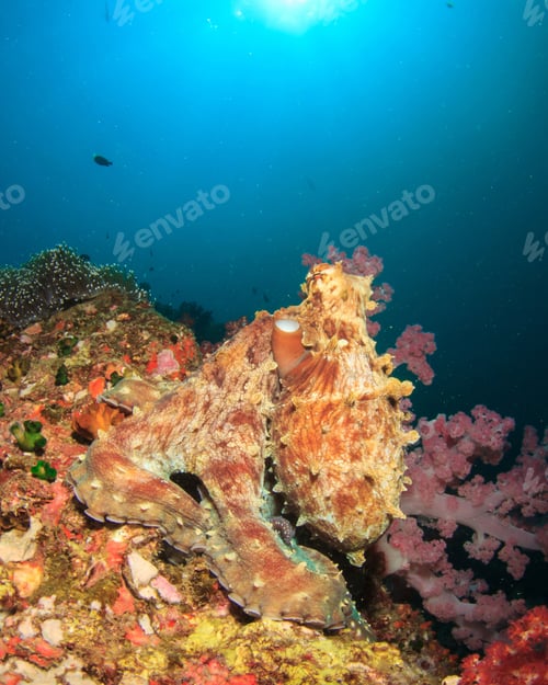 Preview: Big Red Reef Octopus