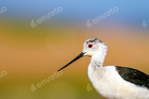 Preview: Common Water Bird Portrait. Colorful Natural Background. Bird: Black Winged Stilt. Himantopus