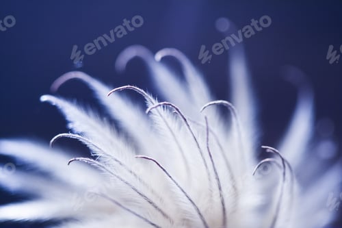 Preview: Abstract Composition With Dried Clematis Seeds And Light