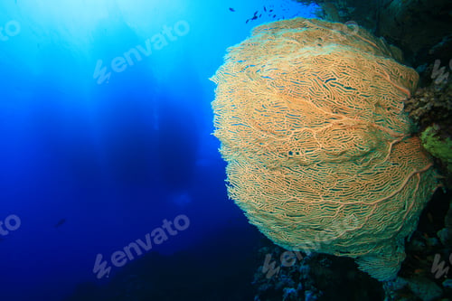 Preview: Giant Gorgonian Sea Fan With Boats In Background