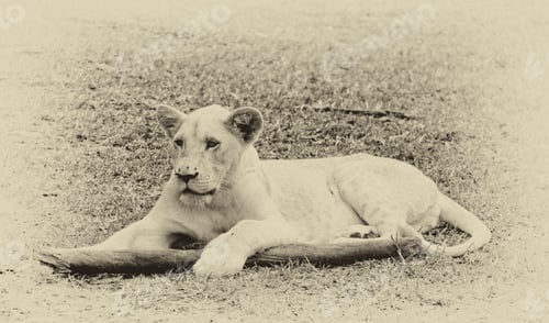 Preview: Vintage Style Black And White Image Of A Young White Lion In Casela Park, Mauritius