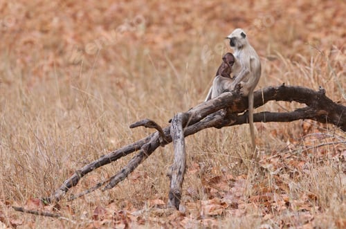 Preview: Gray Langur Also Known As Hanuman Langur In The Bandhavgarh National Park In India. Bandhavgarh Is