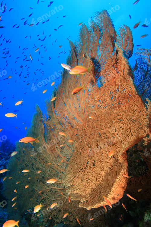 Preview: Gorgonian Fan Corals