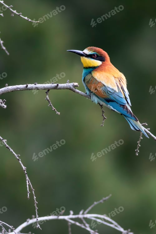 Preview: Colorful Bird. Green Nature Background. Bird: European Bee Eater. Merops Apiaster.
