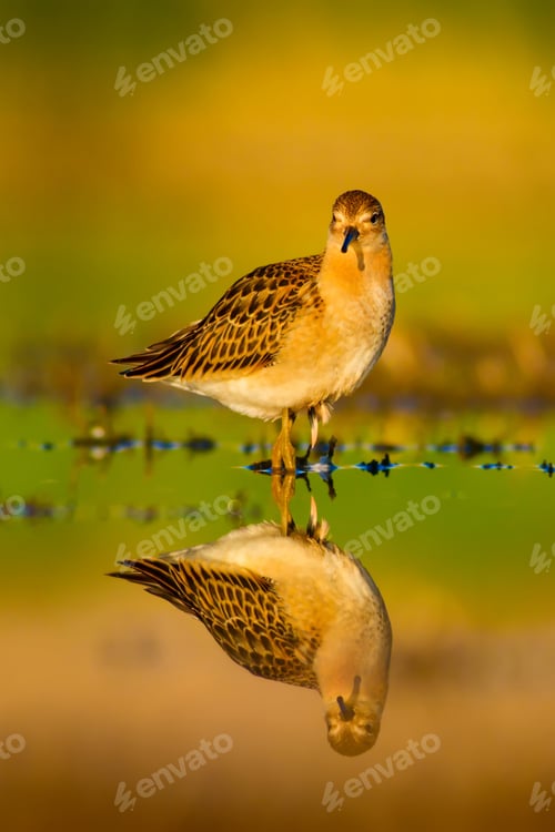 Preview: Water Bird. Natural Background