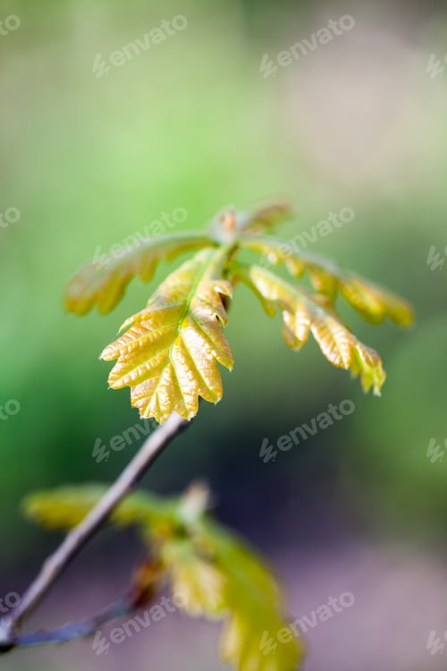 Preview: Young Oak Tree With Natural, Green Background. High Resolution And Quality