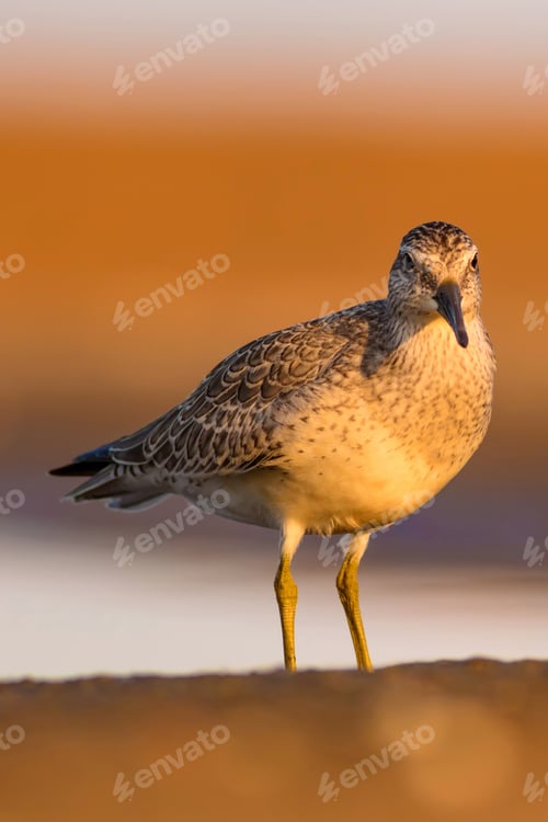 Preview: Water Bird And Yellow Sand Background. Bird: Red Knot. Calidris Canutus.