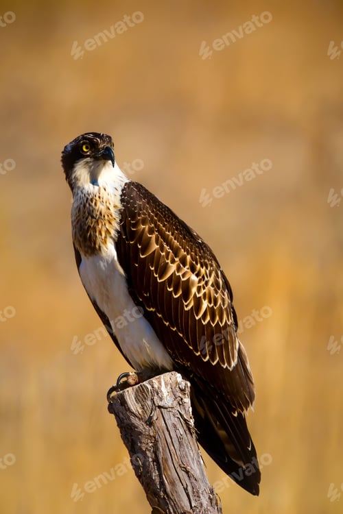 Preview: Osprey. Yellow Nature Background.