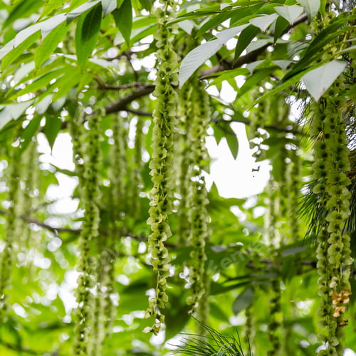 Preview: Branches Of Caucasian Walnut (Pterocarya Fraxinifolia) Tree (Family Juglandaceae) In Park Or Garden.