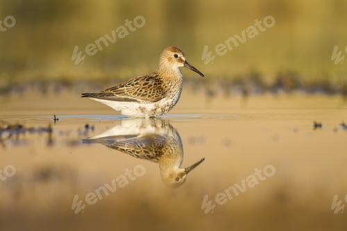 Preview: Water Bird. Yellow Green Nature Background. Bird: Ruff. Philomachus Pugnax.