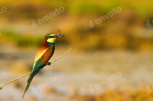 Preview: Colorful Bird. Warm Colors Nature Background. Bee Eater / Merops Apiaster