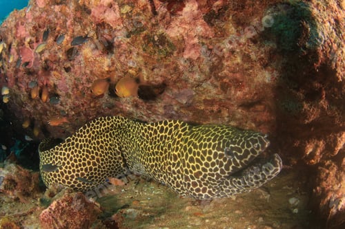 Preview: Honeycomb Moray Eel