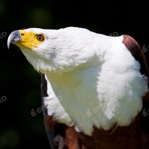Preview: African Fish Eagle