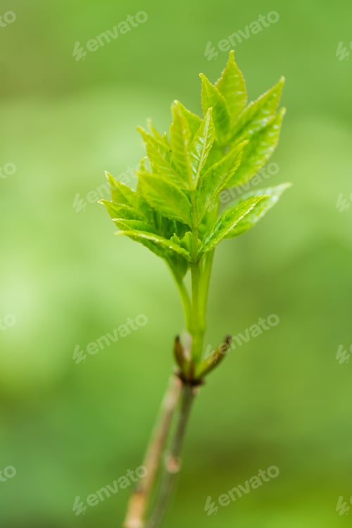 Preview: Young Spring Leaves On Green Background In Wet Forest