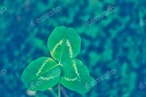 Preview: Green Clover Leaves On A Background Summer Landscape. St.Patrick 'S Day.
