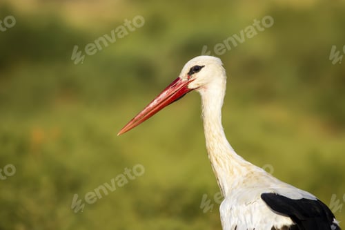 Preview: Green Background And Stork Potrait White Stork Ciconia Ciconia