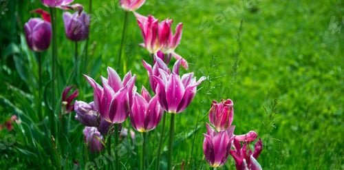 Preview: Flowers And Plants In The Gardens Of Arboretum Volcji Potok