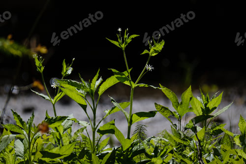 Preview: Beautiful Green Summer Plant Leaf On Dark Background With Sun Rays And Reflections
