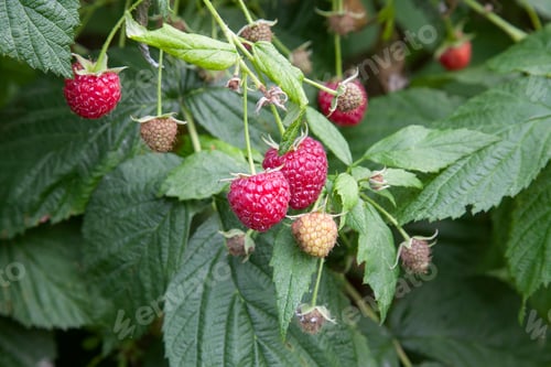 Preview: Lots Of Red Ripe Raspberries On A Bush. Close Up Of Fresh Organic Berries With Green Leaves On