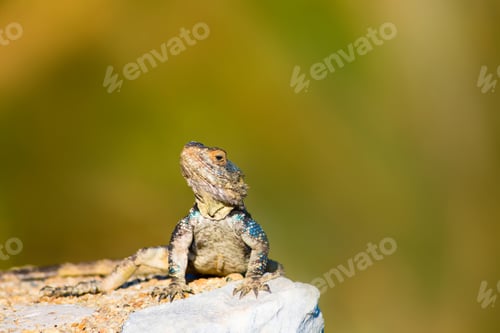 Preview: Colorful Lizard On Rock. Green Nature Background.