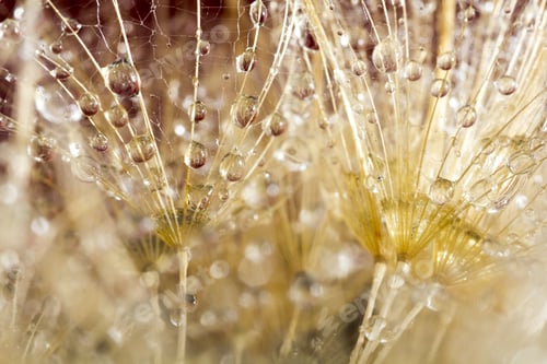 Preview: Dandelion Seeds With Water Drops On Colorful Background