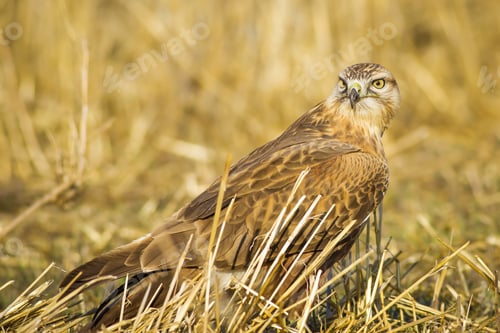 Preview: Wild Bird Buzzard And Dry Grass Long-Legged Buzzard / Buteo Rufinus