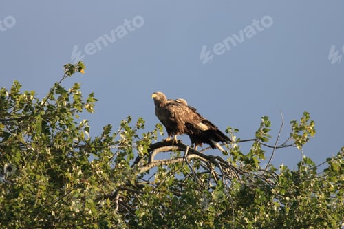 Preview: White Tailed Eagle Germany
