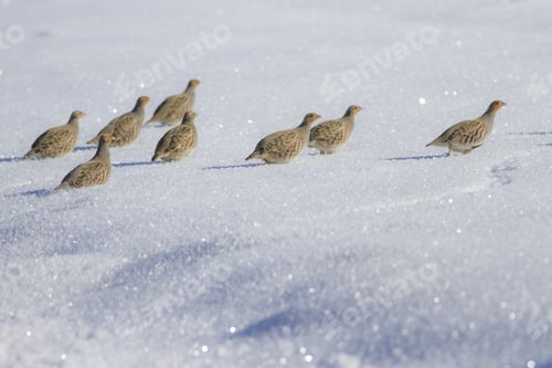 Preview: Partridge. Grey Partridge. Perdix Perdix. Winter And Snow Background.