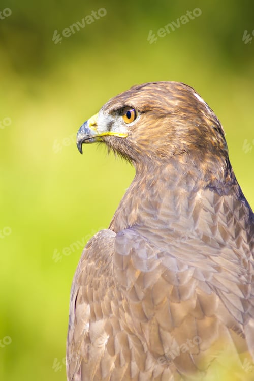 Preview: Bird Of Prey. Buzzard Portrait. Green Nature Background. Bird: Long Legged Buzzard. Buteo Rufinus.
