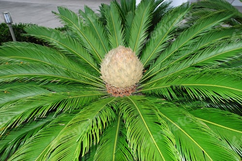 Preview: Cycas Revoluta (Japanese Sago Palm) With A Female Cone