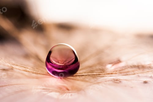 Preview: Macro, Abstract Composition With Colorful Water Drops On Dandelion Seeds