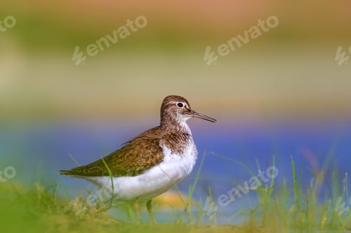 Preview: Common Water Bird. Bird: Wood Sandpiper. Tringa Glareola. Colorful Nature Background.