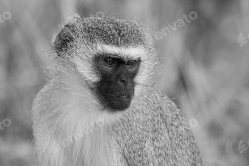 Preview: Vervet Monkey (Chlorocebus Pygerythrus) In Kruger National Park, South Africa
