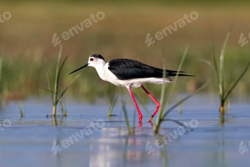 Preview: Beautiful Water Bird. Black Winged Stilt. Green Nature Habitat Background.