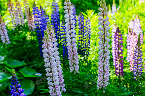 Preview: Beautiful Colorful Blooming Lupine Flower On Green Background.