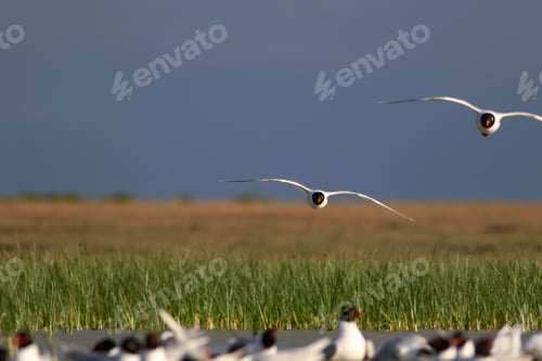 Preview: Flying Gull. Blue Green Nature Background. Bird: Mediterranean Gull. Ichthyaetus Melanocephalus.