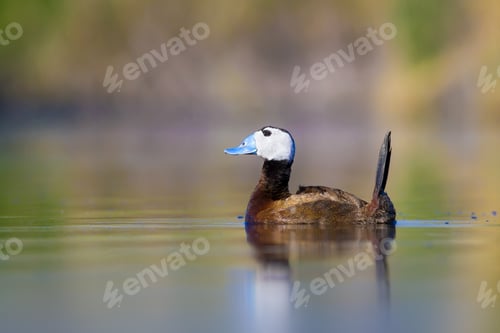 Preview: Swimming Duck. Cute Animals. Colorful Nature Background. Duck: White Headed Duck. Oxyura