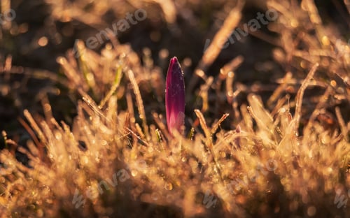 Preview: Spring Crocus In The Early Spring Morning