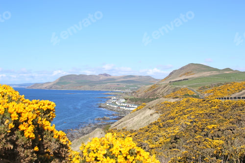 Preview: Gorse Flowering On The Coast Of Ayrshire, Scotland
