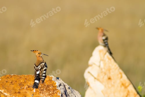 Preview: Cute Bird Hoopoe. Yellow Nature Background. Eurasian Hoopoe / Upupa Epops