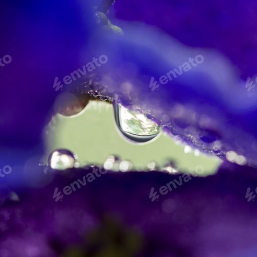 Preview: African Violet (Saint-Paulia Ionantha) With Water Drops
