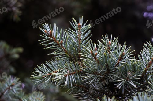 Preview: Green Fluffy Fir Tree Brunch Close Up, Christmas Wallpaper Concept.