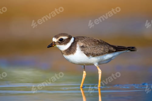 Preview: Cute Little Water Bird. Water And Sand Background. Bird: Common Ringed Plover. Charadrius Hiaticula.