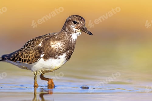 Preview: Water Bird. Blue Yellow Nature Background. Bird: Ruddy Turnstone.