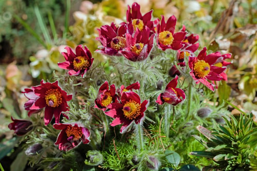 Preview: Beautiful Spring Red Flowers Pasqueflower Garden. Pasqueflower (Pulsatilla Vulgaris) In Spring